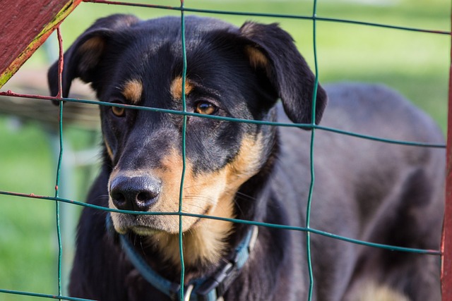 „Wir setzen uns für die Stärkung und Entlastung unserer Tierheime ein“